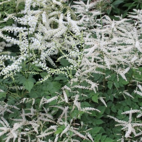 Aruncus 'Misty Lace' - Kitseenelas 'Misty Lace' P11/0,75L